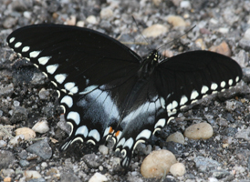 Spicebush Swallowtail